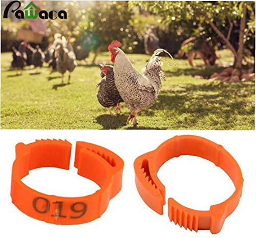 100 Stück Huhn Ring mit veränderbarer Länge Geflügelbein Digital Label Buckle Ring für Chicken Ente Geflügel Hofbedarf zufällige Farbe