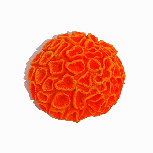 Steinkoralle, 5x5x2cm, LPS, Hirnkoralle, Meerwasser Aquarium Kunstkoralle