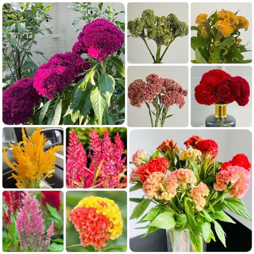 500 Piezas Semillas De Cresta De Gallo, Pequeños Regalos, Semillas De Plantas, Semillas De Plantas De Interior, (Celosia Cristata), Semillas De Pasto De Abejas Perennes, Plantas De Balcón Re