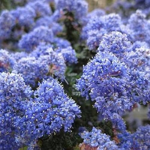 Lilas de Californie 'Burkwoodii' - Ceanothus 'Burkwoodii' -