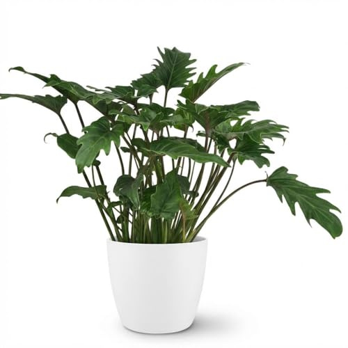 Philodendron Xanadu Zimmerpflanze 60cm – grüne Blattpflanze im Potter Weiß Übertopf Ø19cm – tief eingeschnittene Blätter – pflegeleicht, luftreinigend für Wohnung, Büro & helle Ecken
