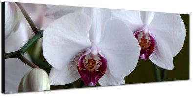 Augenblicke Wandbilder Keilrahmenbild Wandbild 150x50cm Orchidee weiß Blüten Großaufnahme