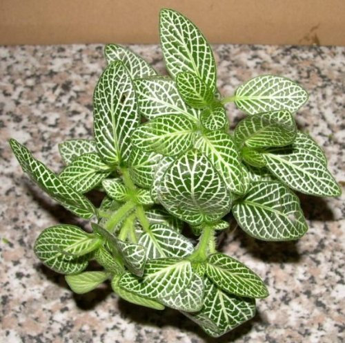 1 Topf Fittonia argyronauta, weiß Sumpfpflanzen