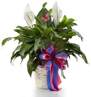 Classic Peace Lily