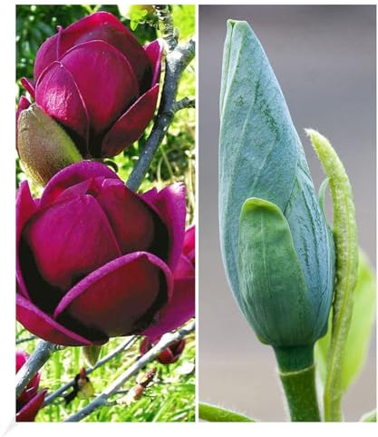 BALDUR Garten Magnolien-Sortiment, 2 Pflanzen winterhart Tulpenmagnolie Magnolienbaum Genie und Blue Opal, pflegeleicht, Wasserbedarf gering, blühend,Magnolia acuminata, Magnolia soulangiana Genie