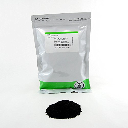 Large American Flag Leek Seeds: 1 Lb - Bulk, Non-GMO Vegetable Garden Seeds, Growing Microgreens