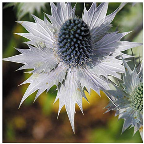 RP Seeds Eryngium giganteum Miss Willmott's Ghost (Sea Holly) - 25 Seeds