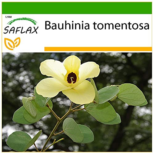 SAFLAX - Gelber Orchideenbaum - 30 Samen - Mit keimfreiem Anzuchtsubstrat - Bauhinia tomentosa