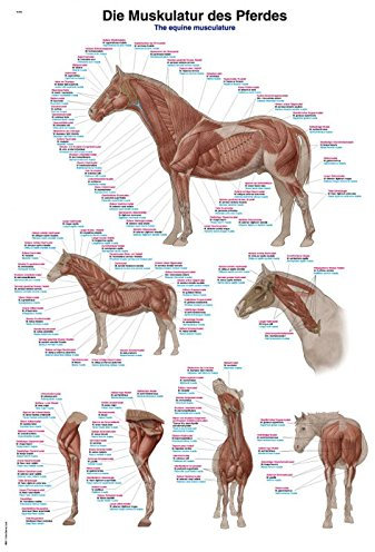 LehrtafelDie Muskulatur des Pferdes, 70x100cm