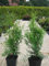 Thuja Lebensbaum Brabant 40-50 cm 70 St. Hecke Heckenpflanze