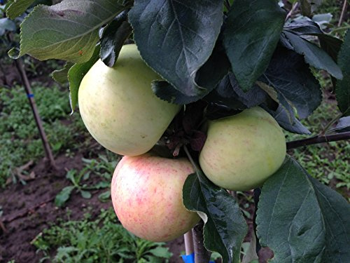 Apfel Helios Busch im 7,5 l Topf, 60 cm Stammhöhe