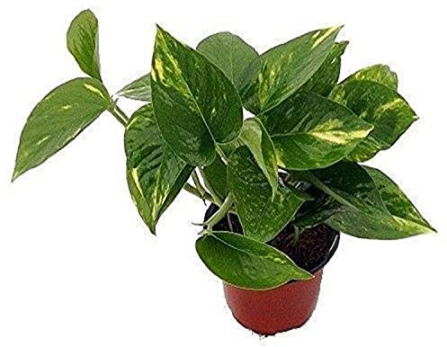 9GreenBox - Golden Devil's Ivy - Pothos - Epipremnum - 4 Pot - Very Easy to Grow Live Plant Ornament Decor for Home, Kitchen, Office, Table, Desk - Attracts Zen, Luck, Good Fortune - Non-GMO, Grown