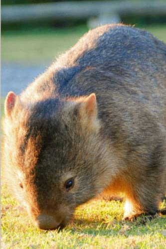 Wombat Notebook: Perfect Wombat Journal Composition Size 6x9 | 120 Lined Pages | Perfect Gift for Bear Lovers