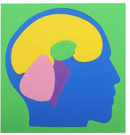 Body Parts Puzzle - DIY Human Anatomy Model for Kids | Eva Brain Science Experiment Supplies for Boys Girls Home School Kindergarten Travel Playroom Educational Fun Learning Toy