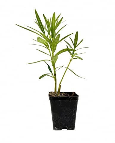 Pianta Oleandro - Dimensione Vaso Vaso 7cm, Colori Disponibili Mix Colori
