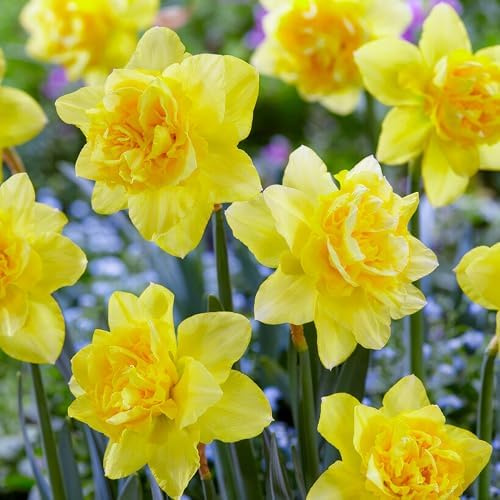 Narzissen Zwiebeln Winterhart Mehrjährig - Osterglocken Dick Wilden | 25 Blumenzwiebeln, Duftende Pflanzen aus Holland, für Garten und Topf (keine Samen, nicht künstlich)