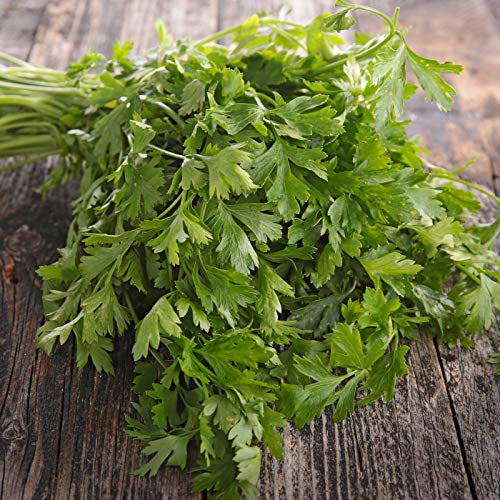 Persil vivace 250 x graines PRADEMIR - Graines 100% naturelles du Portugal - Cueillies à la main