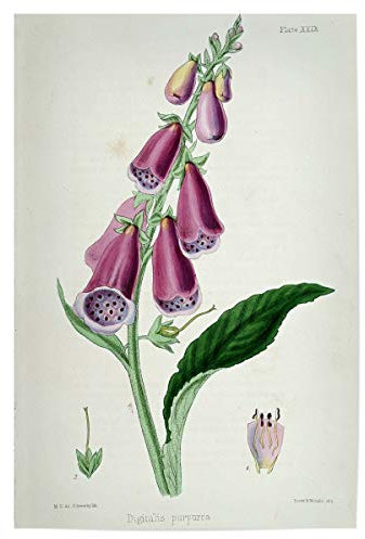 artboxONE Poster 30x20 cm Natur Roter Fingerhut - Bild Science Digitalis purpurea Drugs