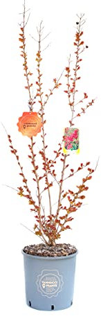 Vannucci Piante - Lagerstroemia indica 'Dynamite', Cespuglio, Pianta vera in vaso