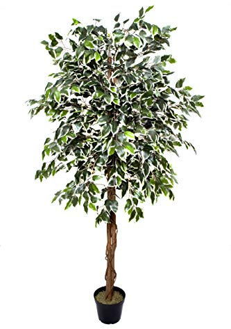 GreenBrokers Premium Artificial Variegated Ficus Tree 180 cm Potted Plant, Green, 180cm