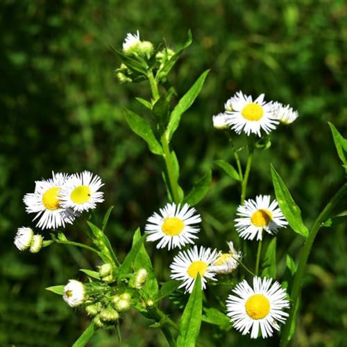 1000 pz semi decorativi di fiori di camomilla - Piante in vaso da balcone per giardino piante d'appartamento esotiche, copertura del terreno, pianta perenne, piante decorative piante