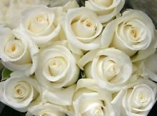 Seeds Snow White Rose Bush! 10 seeds! Hair comb. Y/h! See our deposit for other Roses!: Only Seeds