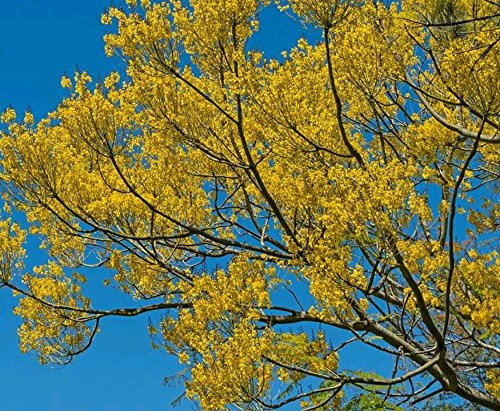 Jacaranda amarillo 8 FRESCO parahyba SEED Schizolobium, árbol de fuego/helecho de Brasil,