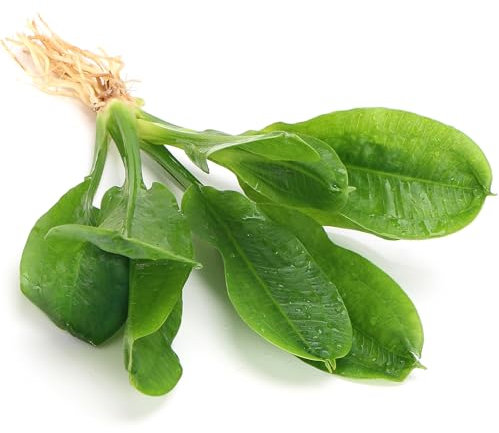 K2AQUA Echinodorus Parviflorus Amazon Sword Live Aquarium Plant Compact Rosette Black Sword Leaves Easy Care Low Light Midground Tropical Tank Natural Decoration