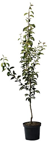Birnenbaum Rote Williams Herbstbirne Buschbaum ca. 110-140 cm im 10 Liter Unterlage Quitte A