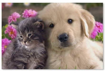 Kinder Papier Puzzle 1000 Teile,Hund und Katze,Modern Zuhause Dekoration Einzigartiges Geschenk(50x70cm)-H84