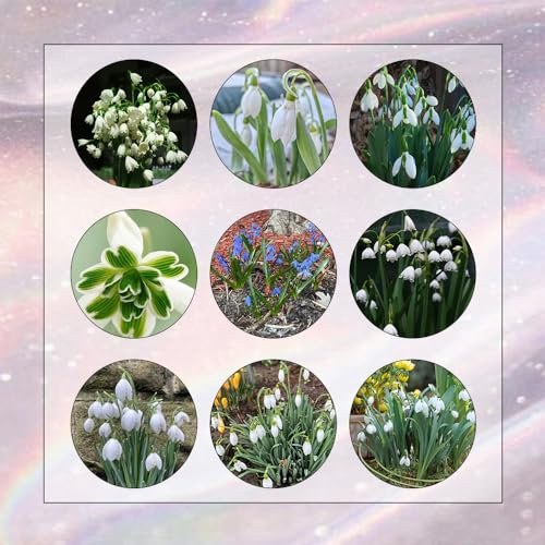 10 Pcs Schneeglöckchen Zwiebeln Kaufen - Galanthus Nivalis - Blumen Winterhart, Bienenfreund Schneeglöckchen Zwiebel Knollen, Frische Blumen, Gartendeko Für Draußen Blumenzwiebel
