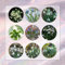 10 Pcs Schneeglöckchen Zwiebeln Kaufen - Galanthus Nivalis - Blumen Winterhart, Bienenfreund Schneeglöckchen Zwiebel Knollen, Frische Blumen, Gartendeko Für Draußen Blumenzwiebel