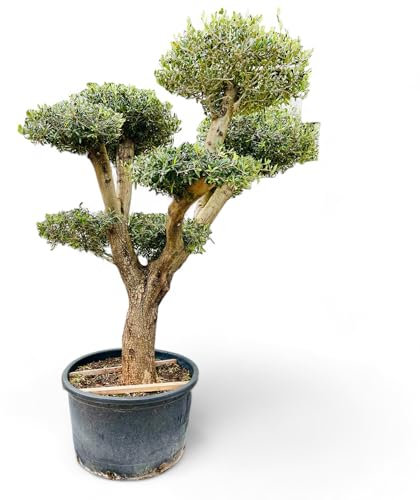 Tropictrees Olivier Pon Pon, 240 cm de haut, circonférence du tronc 60-80 cm, bonsaï Olea Europea Olive, décoration pour votre jardin