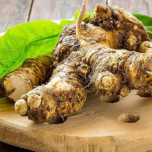 10 pcs meerrettich samen kaufen - herbs pflanztopf zimmerbonsai bonsai,Armoracia rusticana, kräuterlinge plants winterharte pflanzen für garten gemüsepflanzen balkonpflanzen winterhart