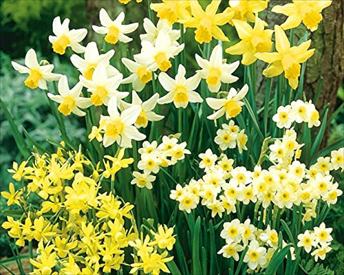 80 Mixed Miniature Daffodil/Narcissus Bulbs Dwarf Special Mixture Perennial