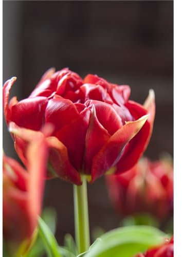 Tulpe 'Abba', Tulipa, rot gefüllt - 3 Zwiebel im Topf 11 cm vorgetrieben, in Gärtnerqualität von Blumen Eber - 11 cm