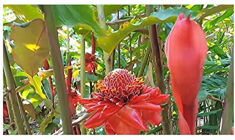 Pcs - 10x Etlingera Elatior Red Ingwerblume Torch Lily Pflanzen-Samen ID103 - Seeds & Plants Shop by Ipsa