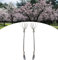 NatureNest, Mandelbaum XXL, Prunus Triloba, 2 Stuck, 90 cm, Gartenpflanzen, Dekoration