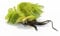 Mühlan Aquatic Plants 1 pcs Salvina natans for pond, floating plant against algae