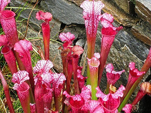 Grow Your Secret Garden Purple Pitcher Plant 5 Seeds,Carnivorous
