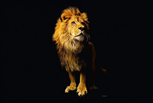KunstLoft Tapete 'Lion' 400x270cm Fototapete modern