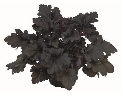 Heuchera - Purpurglöckchen Black Pearl - winterhart, im Topf 12 cm, in Gärtnerqualität von Blumen Eber - 12cm