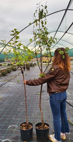 POWERS TO FLOWERS - ALBERO DI PESCO, PESCA DI BIVONA, 2 PIANTE, VASO 20CM DIAMETRO, ALTEZZA 160CM, pianta vera