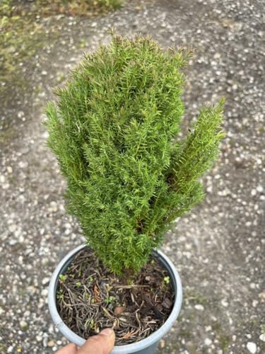 White Cedar 'Teddy' - Thuja - Dwarf Conifer Soft Fluffy Foliage 20/40cm (2L)