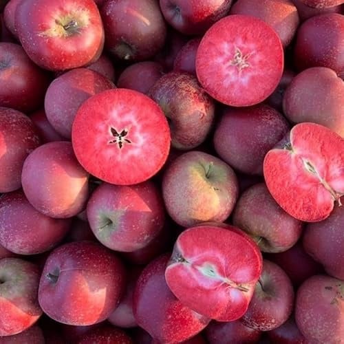 Malus Polpa Rossa – Roter Apfelbaum 100–140 cm | Winterhart & reichtragend | Obstbaum für Garten & Kübel | Süß-aromatische rote Äpfel | Pflegeleicht & robust