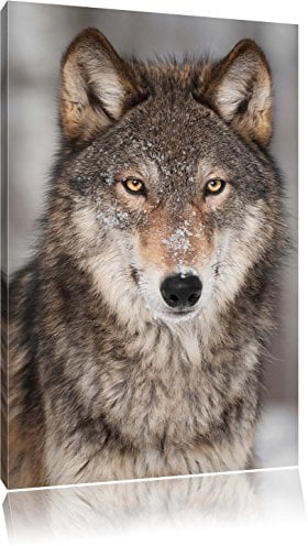 Pixxprint Wachsamer Wolf, Größe: 60x40cm, Leinwandbild, fertig gespannt, Wandbild, Dekoration, Kunstdruck, kein Poster