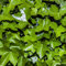 YouGarden Evergreen Ivy Collection, Set of 12 Established Plants in 6cm Pots, Including Two Varieties, Hedera Helix 'Yellow Ripple' and Hedera hibernica, Perfect for Planters and Borders