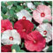 Potseed Germination Les graines: Géant Hardy Hibiscus-Hibiscus Hardy Graines de semis de Printemps