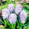 COOTO Garden Hyazinthenzwiebeln x3 Blumenzwiebeln mehrjährig Hyazinthen zwiebel Gartenzwiebeln Sky Jacket