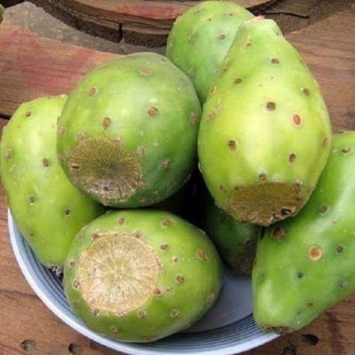 Opuntia lasiacantha et Nopal cactus comestibles Jus de Nopalea Graines de Nopalina Paquet de 100 graines